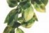 PLANTE EXO TERRA MANDARIN MICI PLANTE EXO TERRA MANDARIN MICI